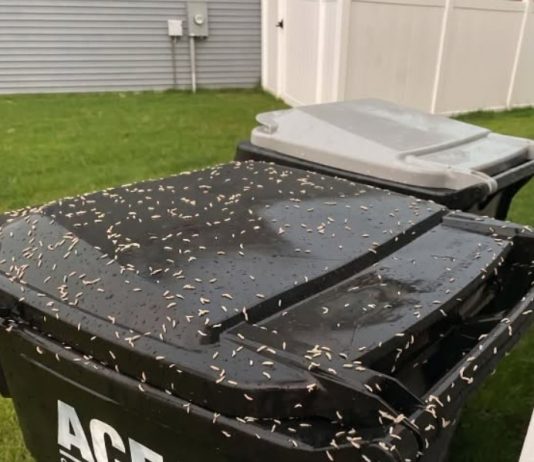 Found Tiny White Worms in Your Trash? Here’s What They Really Are