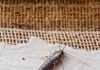 If You Find This Insect in Your Home, Here’s What It Means