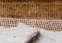 If You Find This Insect in Your Home, Here’s What It Means