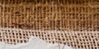If You Find This Insect in Your Home, Here’s What It Means