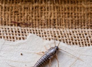 If You Find This Insect in Your Home, Here’s What It Means