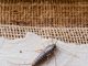 If You Find This Insect in Your Home, Here’s What It Means