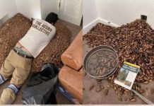 He Opened the Wall to Find the Source of a Strange Smell and Was Stunned