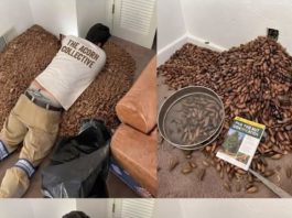 He Opened the Wall to Find the Source of a Strange Smell and Was Stunned