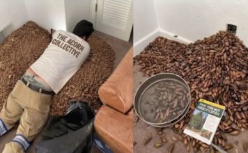 He Opened the Wall to Find the Source of a Strange Smell and Was Stunned