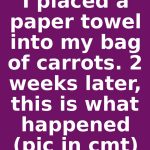 I placed a paper towel into my bag of carrots. 2 weeks later, this is what happened