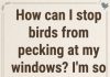 This is Why Birds Peck at Your Windows and Mirrors