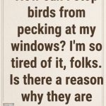 This is Why Birds Peck at Your Windows and Mirrors