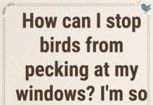 This is Why Birds Peck at Your Windows and Mirrors