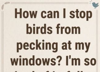 This is Why Birds Peck at Your Windows and Mirrors