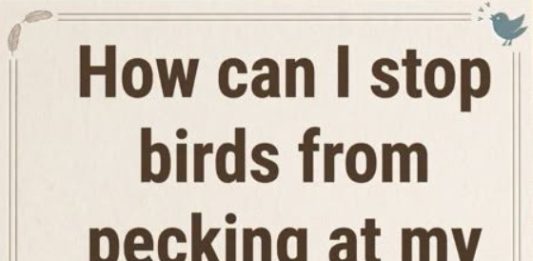 This is Why Birds Peck at Your Windows and Mirrors