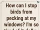 This is Why Birds Peck at Your Windows and Mirrors