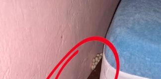 I Came Home Exhausted… and Found Something Terrifying Beside My Bed