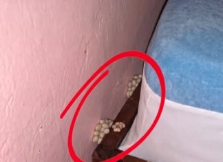 I Came Home Exhausted… and Found Something Terrifying Beside My Bed