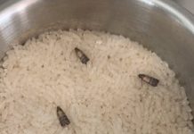 How to Get Rid of Pantry Moths and Keep Them Out for Good