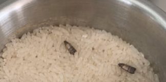 How to Get Rid of Pantry Moths and Keep Them Out for Good