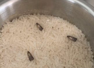 How to Get Rid of Pantry Moths and Keep Them Out for Good