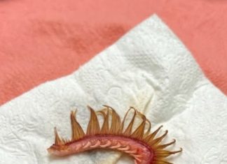 My girlfriend came home after a walk with the dog. Attached to the dog’s fur, we discovered this. We’ve been…