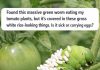 Found a Massive Green Worm Eating Your Tomato Plants? Those White Rice-Looking Things Are Actually Good News
