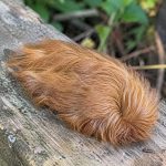 Is This Fuzzy Caterpillar Harmless, or Is It Dangerous?