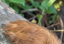 Is This Fuzzy Caterpillar Harmless, or Is It Dangerous?