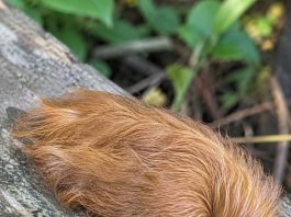 Is This Fuzzy Caterpillar Harmless, or Is It Dangerous?