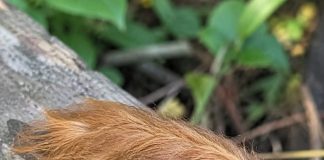 Is This Fuzzy Caterpillar Harmless, or Is It Dangerous?