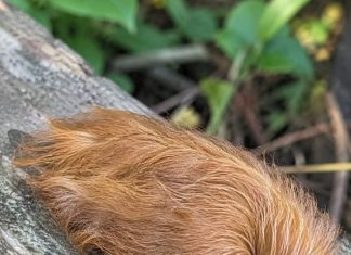 Is This Fuzzy Caterpillar Harmless, or Is It Dangerous?