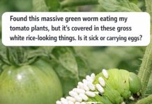 Found a Massive Green Worm Eating Your Tomato Plants? Those White Rice-Looking Things Are Actually Good News
