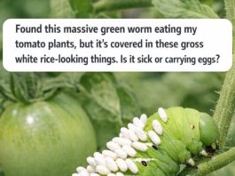Found a Massive Green Worm Eating Your Tomato Plants? Those White Rice-Looking Things Are Actually Good News