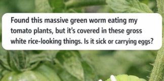 Found a Massive Green Worm Eating Your Tomato Plants? Those White Rice-Looking Things Are Actually Good News