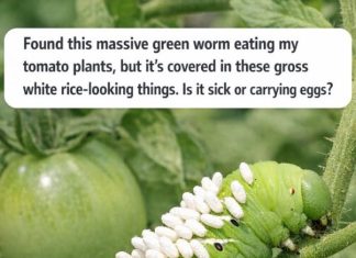 Found a Massive Green Worm Eating Your Tomato Plants? Those White Rice-Looking Things Are Actually Good News