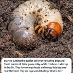Started Turning the Garden Soil for Spring and Found Dozens of These Milky-White Creatures—What Are They?