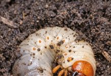 Started Turning the Garden Soil for Spring and Found Dozens of These Milky-White Creatures—What Are They?