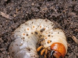 Started Turning the Garden Soil for Spring and Found Dozens of These Milky-White Creatures—What Are They?
