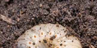 Started Turning the Garden Soil for Spring and Found Dozens of These Milky-White Creatures—What Are They?