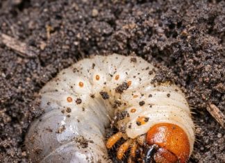 Started Turning the Garden Soil for Spring and Found Dozens of These Milky-White Creatures—What Are They?