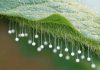 Found these tiny white balls floating on hair-like stems on the underside of a tomato leaf. They look exactly like miniature fairy wands. What is this?