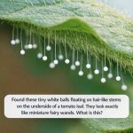 Found these tiny white balls floating on hair-like stems on the underside of a tomato leaf. They look exactly like miniature fairy wands. What is this?
