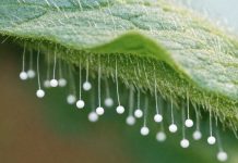 Found these tiny white balls floating on hair-like stems on the underside of a tomato leaf. They look exactly like miniature fairy wands. What is this?