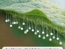 Found these tiny white balls floating on hair-like stems on the underside of a tomato leaf. They look exactly like miniature fairy wands. What is this?