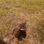 I Found a Rusted Chain Buried Under My Mailbox — Here’s What It Was For
