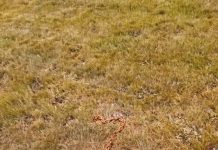 I Found a Rusted Chain Buried Under My Mailbox — Here’s What It Was For