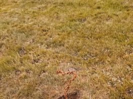 I Found a Rusted Chain Buried Under My Mailbox — Here’s What It Was For