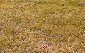 I Found a Rusted Chain Buried Under My Mailbox — Here’s What It Was For