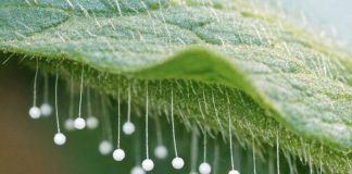 Found these tiny white balls floating on hair-like stems on the underside of a tomato leaf. They look exactly like miniature fairy wands. What is this?
