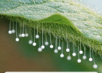 Found these tiny white balls floating on hair-like stems on the underside of a tomato leaf. They look exactly like miniature fairy wands. What is this?