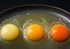 Which Egg Comes From a Healthy Chicken? The Truth Behind Yolk Colors