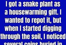 Does Burying Pennies in Snake Plant Soil Actually Work?