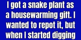 Does Burying Pennies in Snake Plant Soil Actually Work?